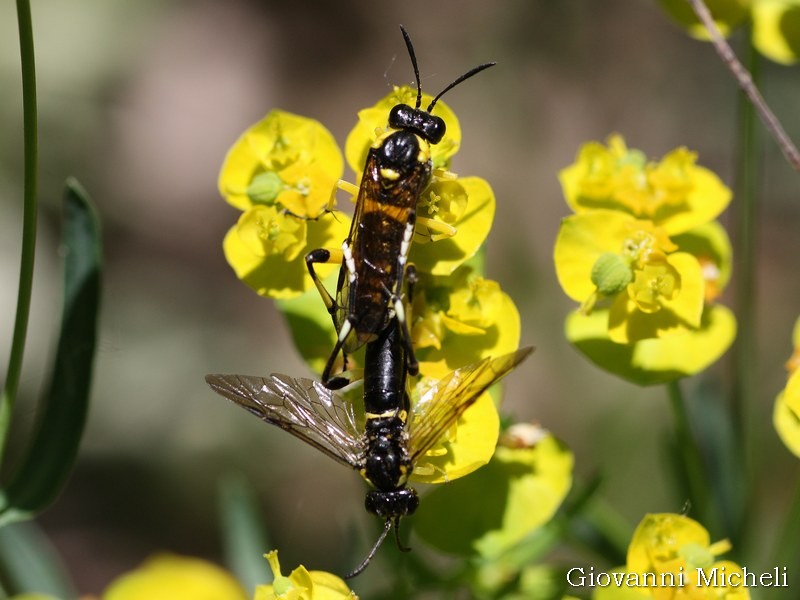 Macrophia montana, Tenthredinidae